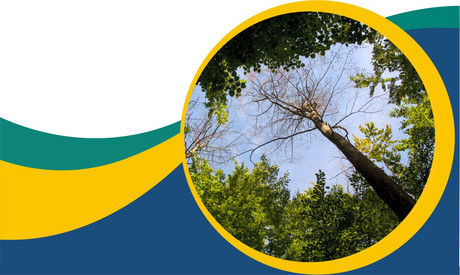 Vortrag im LBZ Speyer am 21. Mai 2025, 18 Uhr: "Saurer Regen - Relikt aus der Vergangenheit oder aktuelles Problem für unseren Wald?"