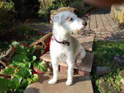 Hund mit weißem Fell