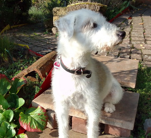 Hund mit weißem Fell