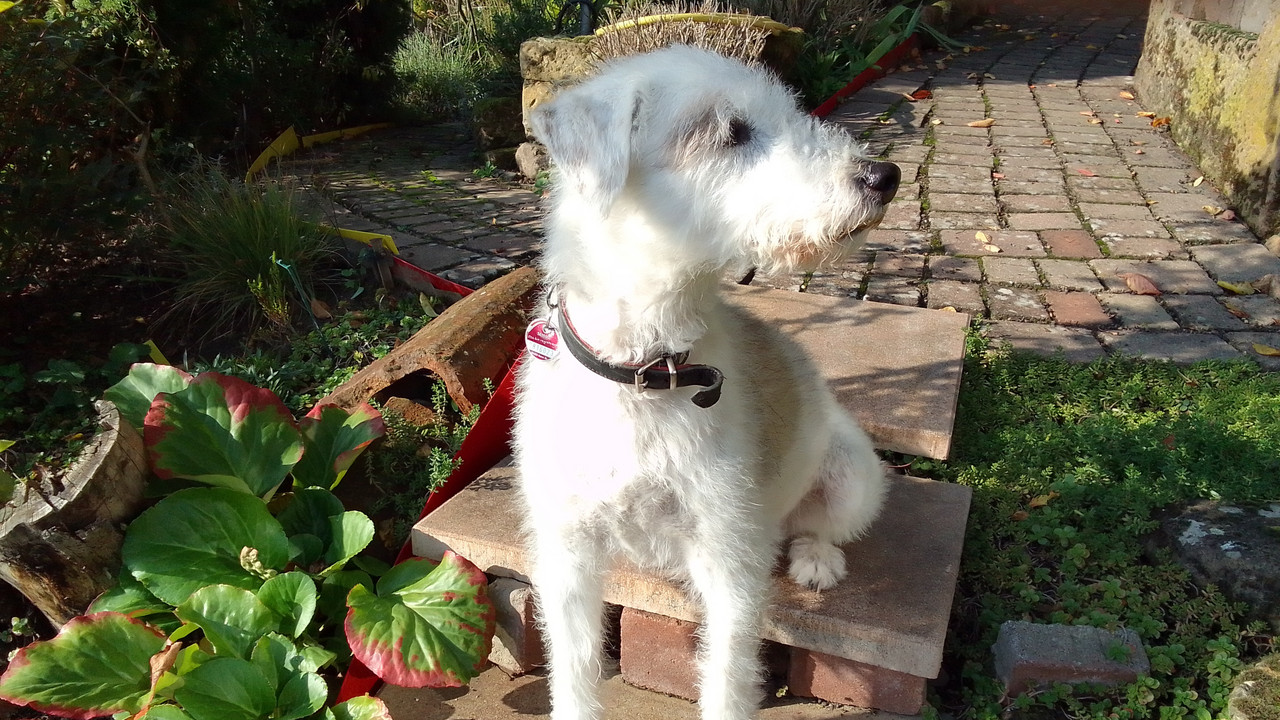 Hund mit weißem Fell