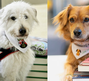 Zwei Hunde in der Bibliothek