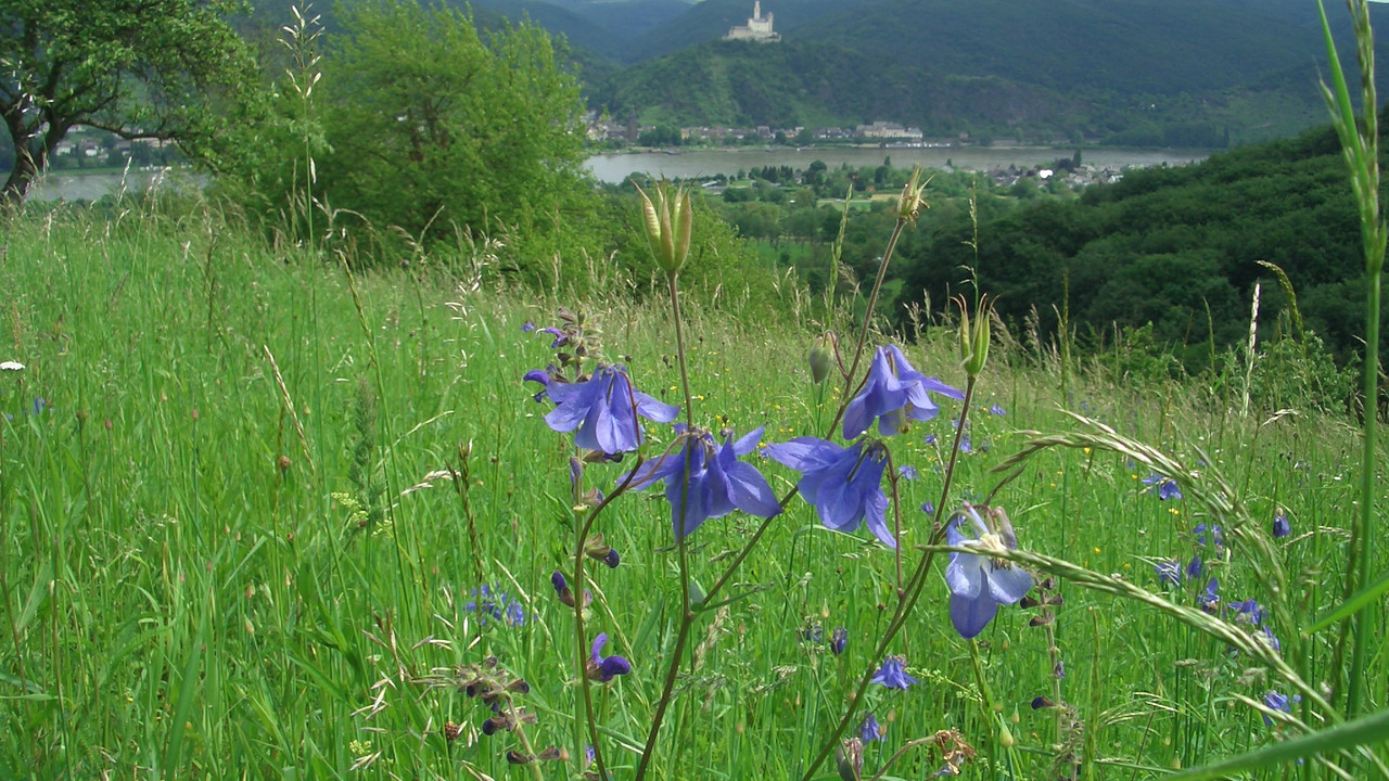 Grüne Wiese mit Lila Blumen, im Hintergrund eine Naturlandschaft mit Wäldern und Hügeln