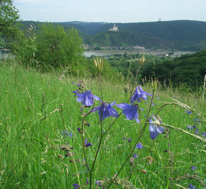 Grüne Wiese mit Lila Blumen, im Hintergrund eine Naturlandschaft mit Wäldern und Hügeln