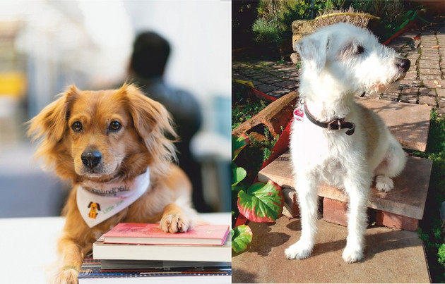 "Lernpause mit Pfötchen" in Koblenz und Speyer / Lernberatung in Koblenz: jetzt Termin buchen