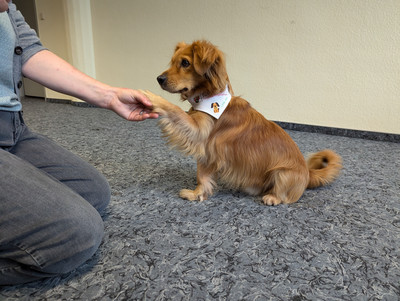 Kleiner Hund, dessen Pfote in der Hand einer Frau liegt.