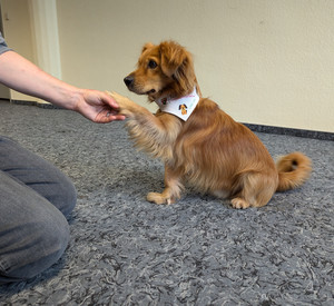 Kleiner Hund, dessen Pfote in der Hand einer Frau liegt.