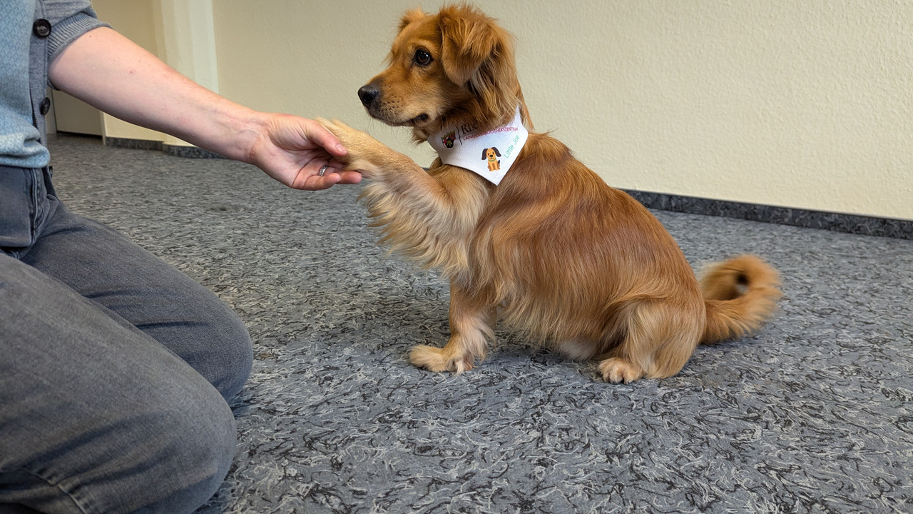 Kleiner Hund, dessen Pfote in der Hand einer Frau liegt.